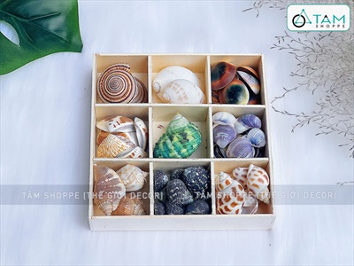 Set vỏ sò ốc hộp gỗ 9 ngăn ốc cuốn chiếu [Hàng đẹp - 9 kiểu] VOSOOC-SET06