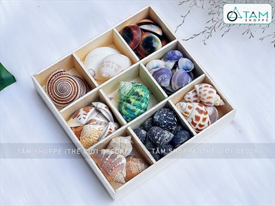 Set vỏ sò ốc hộp gỗ 9 ngăn ốc cuốn chiếu [Hàng đẹp - 9 kiểu] VOSOOC-SET06