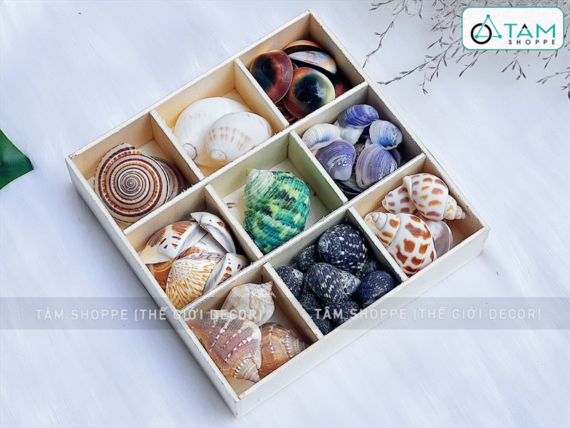 Set vỏ sò ốc hộp gỗ 9 ngăn ốc cuốn chiếu [Hàng đẹp - 9 kiểu] VOSOOC-SET06