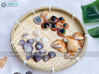 Set vỏ sò ốc hộp gỗ 9 ngăn ốc cuốn chiếu [Hàng đẹp - 9 kiểu] VOSOOC-SET06