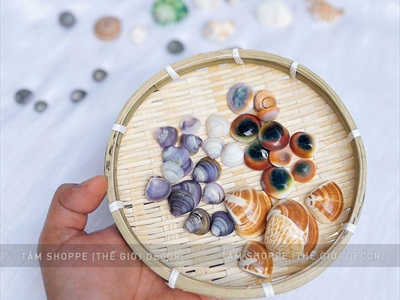 Set vỏ sò ốc hộp gỗ 9 ngăn ốc cuốn chiếu [Hàng đẹp - 9 kiểu] VOSOOC-SET06