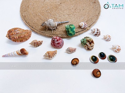 Set vỏ sò ốc hộp gỗ ốc khế màu rực rỡ [Hàng đẹp - 11 kiểu] VOSOOC-SET03