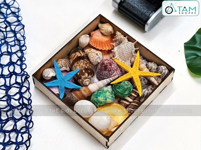 Set vỏ sò ốc hộp gỗ sao biển màu rực rỡ [Hàng đẹp - 12 kiểu] VOSOOC-SET02