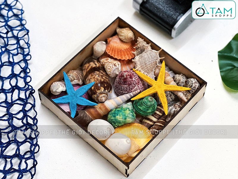 Set vỏ sò ốc hộp gỗ sao biển màu rực rỡ [Hàng đẹp - 12 kiểu] VOSOOC-SET02
