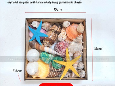 Set vỏ sò ốc hộp gỗ sao biển màu rực rỡ [Hàng đẹp - 12 kiểu] VOSOOC-SET02