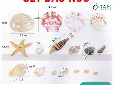 Set vỏ sò ốc sao biển ngọc trai làm handmade 17 cái [Có chai handmade sẵn] VOSOOC-SET01