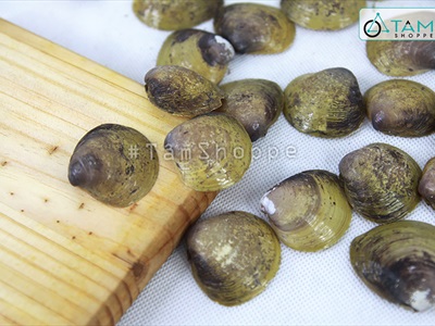 Vỏ nghêu trang trí nhiều loại [Hủ nhựa - Nhiều cái] VOSO-04