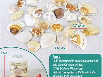 Vỏ nghêu trang trí nhiều loại [Hủ nhựa - Nhiều cái] VOSO-04