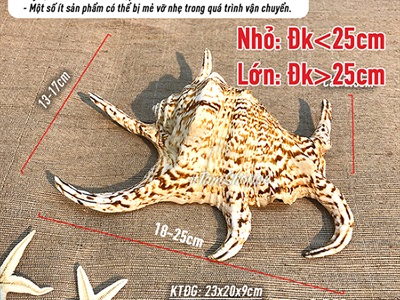 Vỏ ốc bàn tay Lambis 2 kích cỡ VOOC-LAMBIS-01