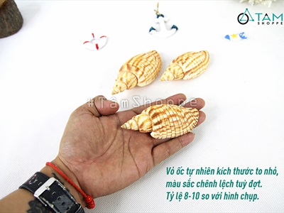 Vỏ ốc bắp [Dài 9-10cm/ Ngẫu nhiên] VOOC-15