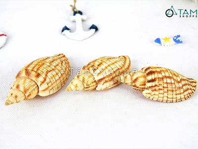 Vỏ ốc bắp [Dài 9-10cm/ Ngẫu nhiên] VOOC-15