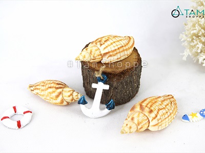 Vỏ ốc bắp [Dài 9-10cm/ Ngẫu nhiên] VOOC-15