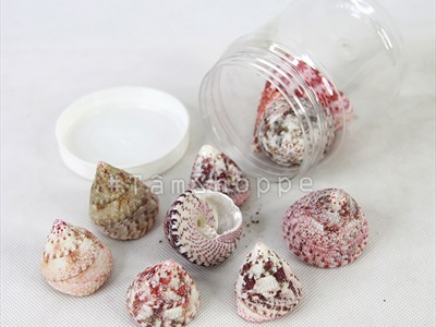 Vỏ ốc đụn hồng 3-6cm [Hủ 200-230gr / 3-6 con] VOOC-10