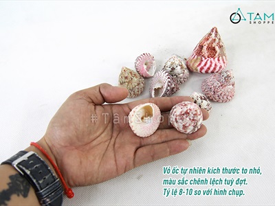 Vỏ ốc đụn hồng 3-6cm [Hủ 200-230gr / 3-6 con] VOOC-10