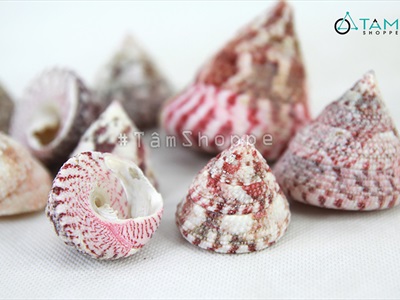 Vỏ ốc đụn hồng 3-6cm [Hủ 200-230gr / 3-6 con] VOOC-10