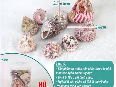 Vỏ ốc đụn hồng 3-6cm [Hủ 200-230gr / 3-6 con] VOOC-10