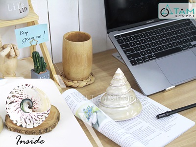 Vỏ ốc đụn xà cừ 10-12cm [01 Con / Ngẫu nhiên] VOOC-11