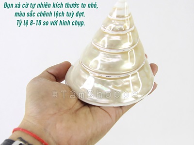 Vỏ ốc đụn xà cừ 10-12cm [01 Con / Ngẫu nhiên] VOOC-11