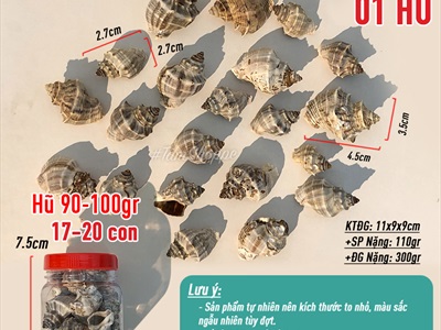 Vỏ ốc gai đá 2-4cm hủ 90-100gr (17-20 con) VOOC-GAI-01