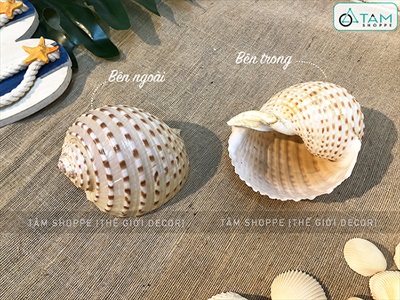 Vỏ ốc giấy đốm nâu 8-12cm VOOC-GIAY-01