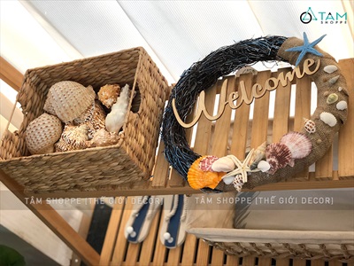 Vỏ ốc giấy đốm nâu 8-12cm VOOC-GIAY-01
