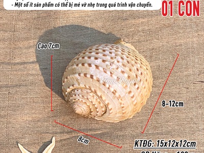 Vỏ ốc giấy đốm nâu 8-12cm VOOC-GIAY-01
