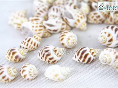 Vỏ ốc hương [Hủ 150-160gr/ Ngẫu nhiên] VOOC-17