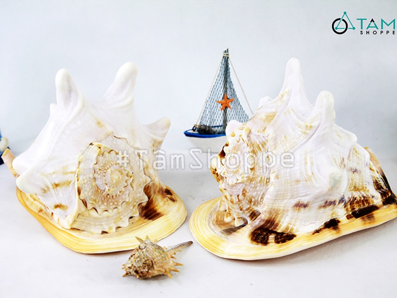 Vỏ ốc kim khôi vàng cỡ đại [Siêu to - Nặng tay] VOOC-13