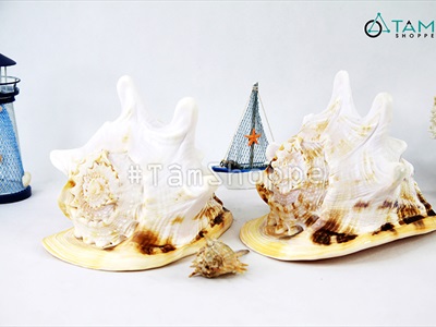 Vỏ ốc kim khôi vàng cỡ đại [Siêu to - Nặng tay] VOOC-13