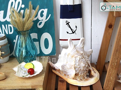 Vỏ ốc kim khôi vàng cỡ đại [Siêu to - Nặng tay] VOOC-13