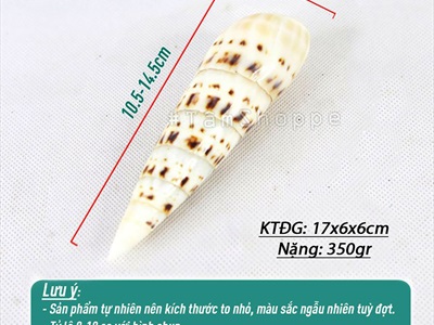 Vỏ ốc măng [Dài 10-15cm/ Ngẫu nhiên] VOOC-19