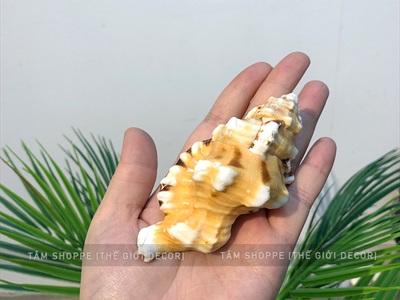 Vỏ ốc mỏ két vàng 9-12cm VOOC-MOKET-01