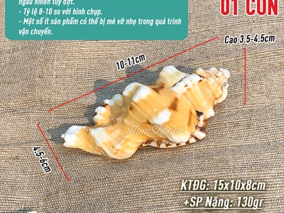 Vỏ ốc mỏ két vàng 9-12cm VOOC-MOKET-01