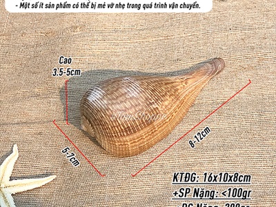 Vỏ ốc muỗng 8-12cm VOOC-MUONG-01