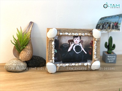 Vỏ ốc muỗng 8-12cm VOOC-MUONG-01