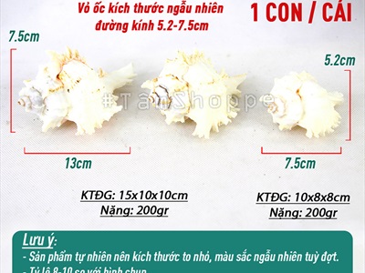 Vỏ ốc Murex trắng [Dài 7.5-13cm/ Ngẫu nhiên] VOOC-14