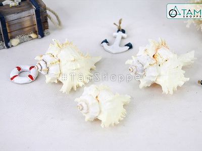 Vỏ ốc Murex trắng [Dài 7.5-13cm/ Ngẫu nhiên] VOOC-14