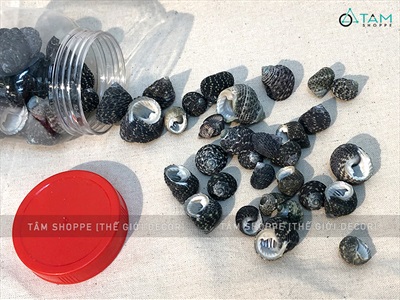 Vỏ ốc nấm đen 1-3cm Hủ 90-100gr (45-50 con) VOOC-NAM-01