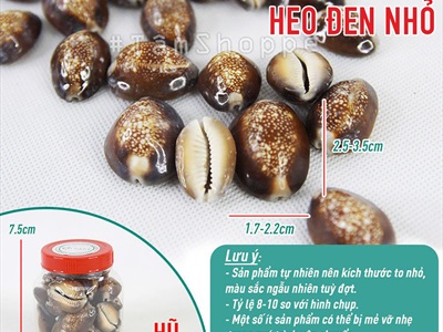 Vỏ ốc nga ốc heo nhiều cỡ [ Mini - Cỡ đại/ Đủ loại] VOOC-12