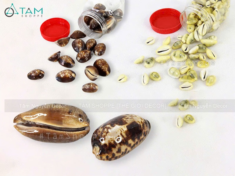 Vỏ ốc nga ốc heo nhiều cỡ [ Mini - Cỡ đại/ Đủ loại] VOOC-12