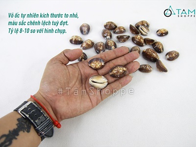 Vỏ ốc nga ốc heo nhiều cỡ [ Mini - Cỡ đại/ Đủ loại] VOOC-12