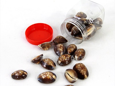 Vỏ ốc nga ốc heo nhiều cỡ [ Mini - Cỡ đại/ Đủ loại] VOOC-12