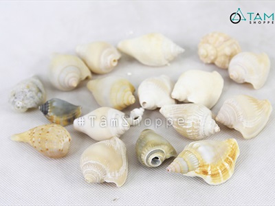 Vỏ ốc nhảy nhiều loại [Hủ nhiều con/ Ngẫu nhiên] VOOC-20