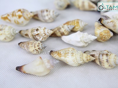 Vỏ ốc nhảy nhiều loại [Hủ nhiều con/ Ngẫu nhiên] VOOC-20