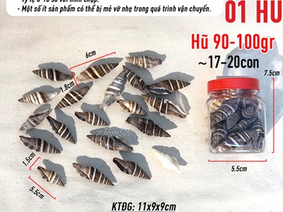 Vỏ ốc ớt nâu 5-6cm Hủ 90-100gr (17-20 con) VOOC-OT-01