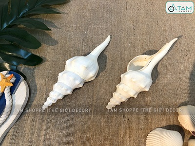 Vỏ ốc tháp trắng 17-20cm VOOC-THAP-01