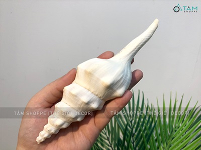 Vỏ ốc tháp trắng 17-20cm VOOC-THAP-01