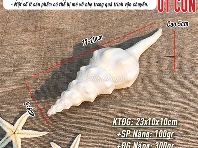 Vỏ ốc tháp trắng 17-20cm VOOC-THAP-01