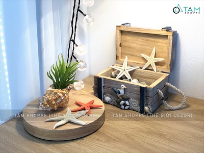 Vỏ ốc tù và cỡ nhỏ 7-10cm VOOC-TUVA-01