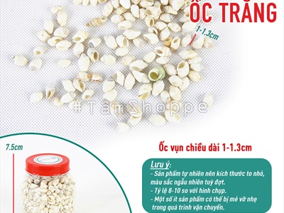 Vỏ ốc vụn nhỏ nhiều loại [Hủ 140-160gr/ Siêu nhiều con] VOOC-24
